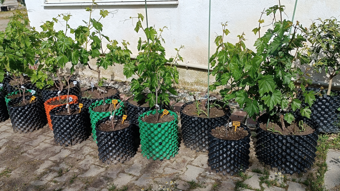 Asma (üzüm) Yetiştiriciliği